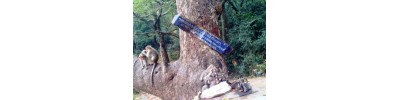பழமுதிர்சோலை