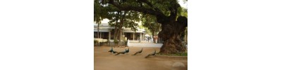 ஸ்ரீரமணமஹரிஷி - திருவண்ணாமலை - தமிழ்நாடு