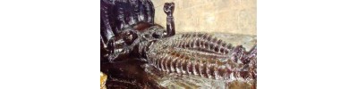 அப்பாலரங்கம் - திருப்பேர்நகர்