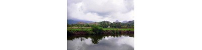 திருவிதாங்கோடு
